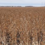soybeans manitoba