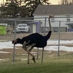 ostrich in taber