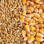 barley vs corn