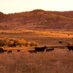 cattle on foothills pasture