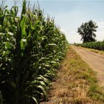mexico corn