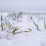 winter wheat