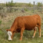 sask cow grazing