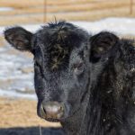black angus heifer