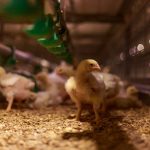 broiler barn