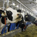 Dairy Cattle in Manitoba