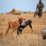 goose hunting in field with dog
