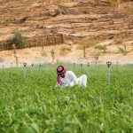saudi arabia alfalfa