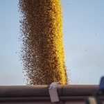 Soybeans pour into the back of a truck.