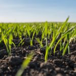 wheat seedlings in field