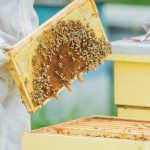 Person holds up a piece of a honey beehive.