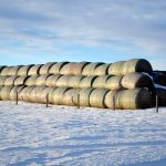 hay bales in canada