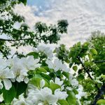 apple tree