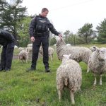 evacuated sheep nova scotia wildfires