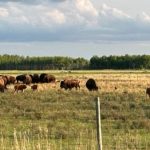 bison in manitoba