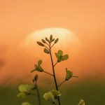 canada canola