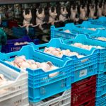 ukraine chicken processing