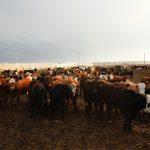 cattle in feedlot canada