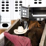 cattle shipping