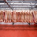 hog carcasses