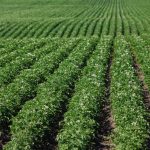 alberta potato field
