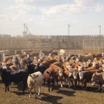alberta feedlot