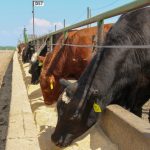 alberta feedlot 2023