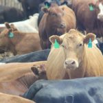 alberta feedlot