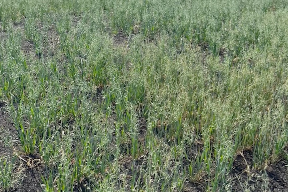 sask oats july 2023