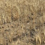 durum eastern alberta aug 28 2023