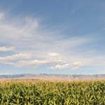 wyoming corn USA