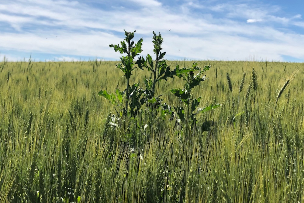 thistle in wheat