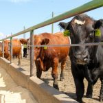 alberta feedlot