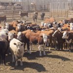 alberta feedlot