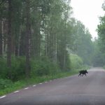 wild boar in sweden
