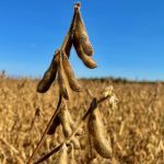 Soybeans, September 2023, Manitoba.