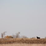 File photo of moose in a Saskatchewan field.