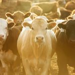 cattle in a feedlot