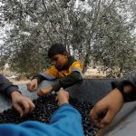 olives in gaza