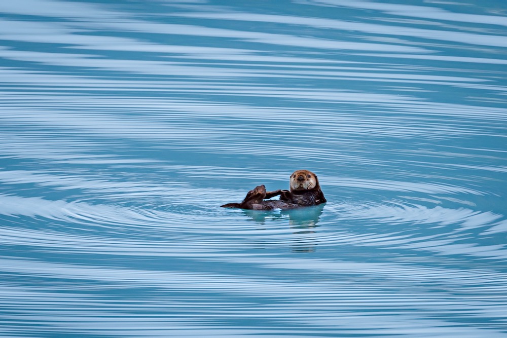 gulf of alaska