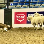 stock dogs agribition