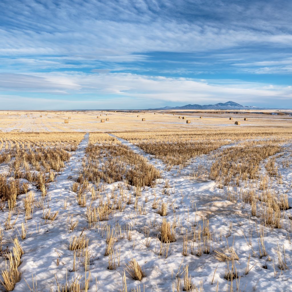 Wheat field and straw bales in the Milk River Valley with hills in the background