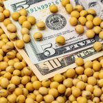 American cash sitting among soybeans