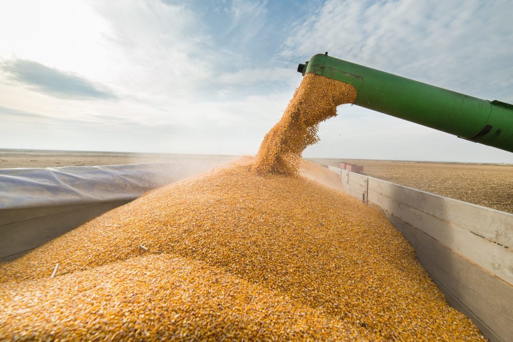 More wheat, less corn in Argentina for 2024/25 says United States ...