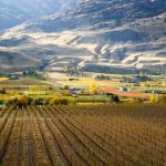 Scenic autumn view of the rural landscape, orchards, vineyards, and wineries of Oliver located in the Okanagan Valley of British Columbia, Canada.