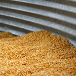 Corn in a metal grain bin.
