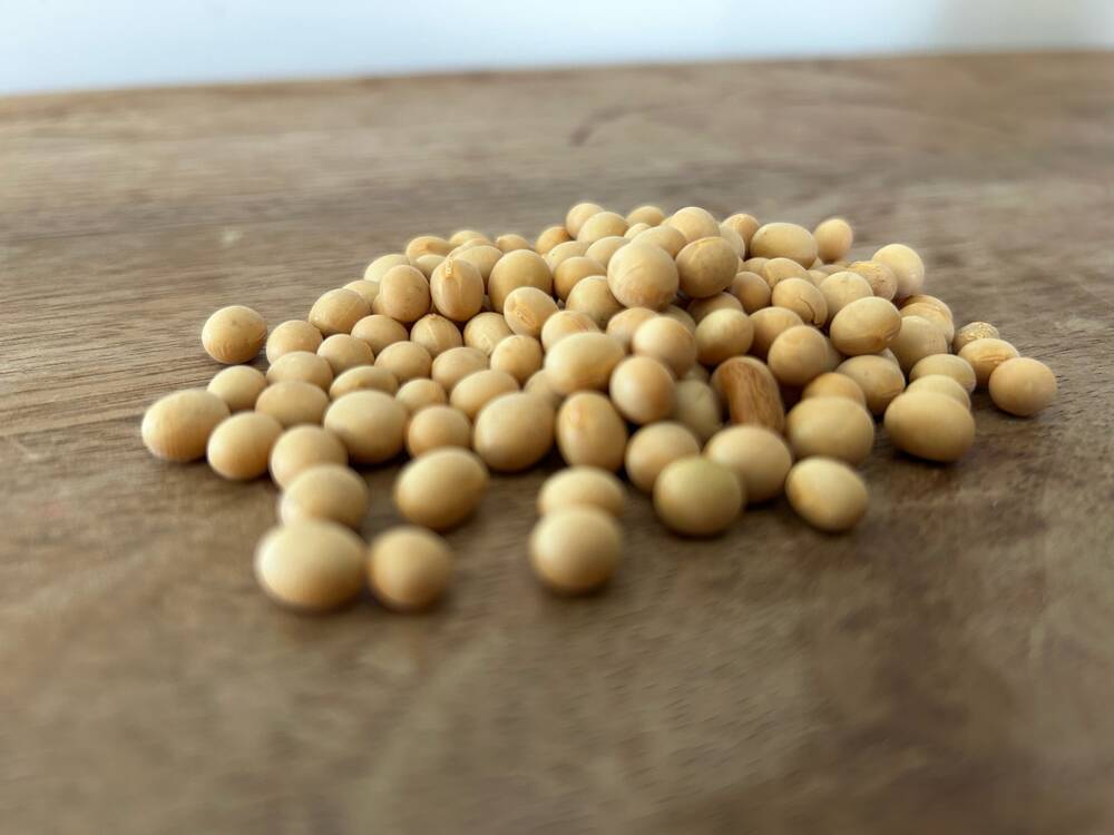 Soybean seed. PHOTO: ALEXIS STOCKFORD