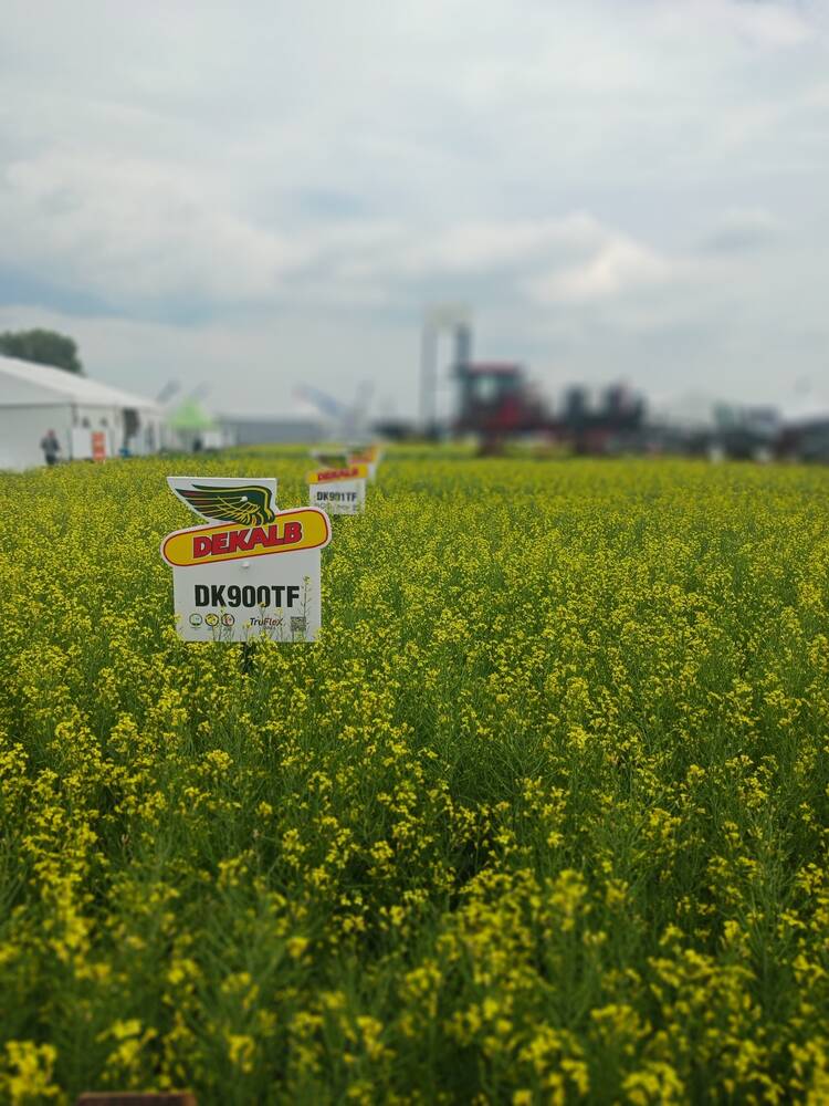 Dekalb plots AIM 2024.