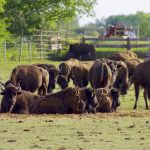 Bison rest from the summer heat in a paddock in the southern Interlake of Manitoba.