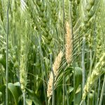 Fusarium-infected wheat heads in a wheat field near Stockholm, Sask.